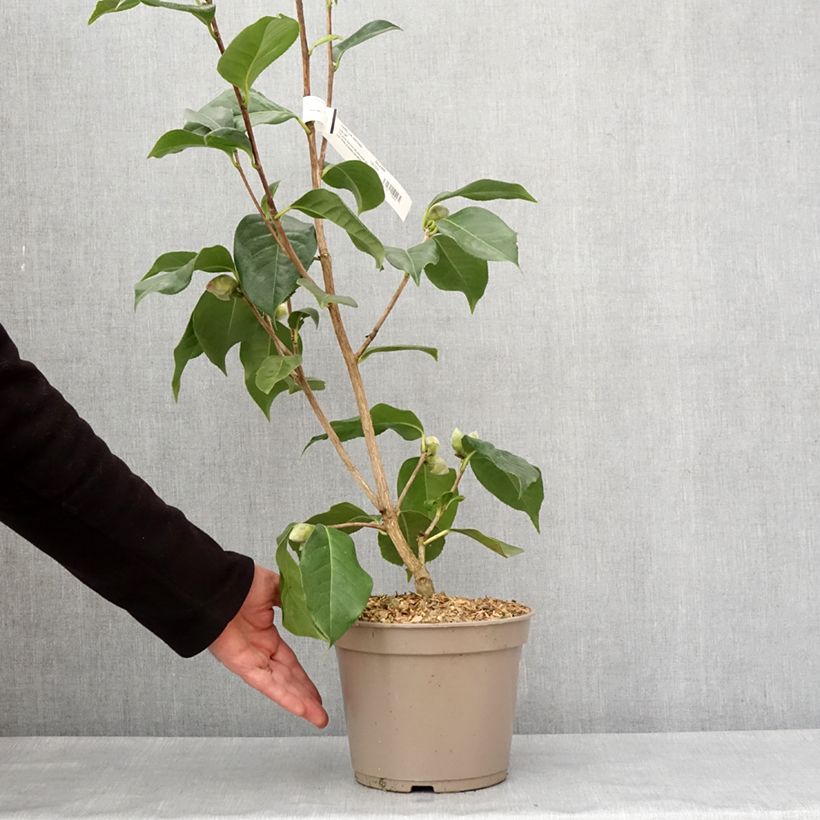 Exemplaar van Camélia réticulé Lila Naff - Camellia reticulata Pot de 4L/5L zoals geleverd in de winter