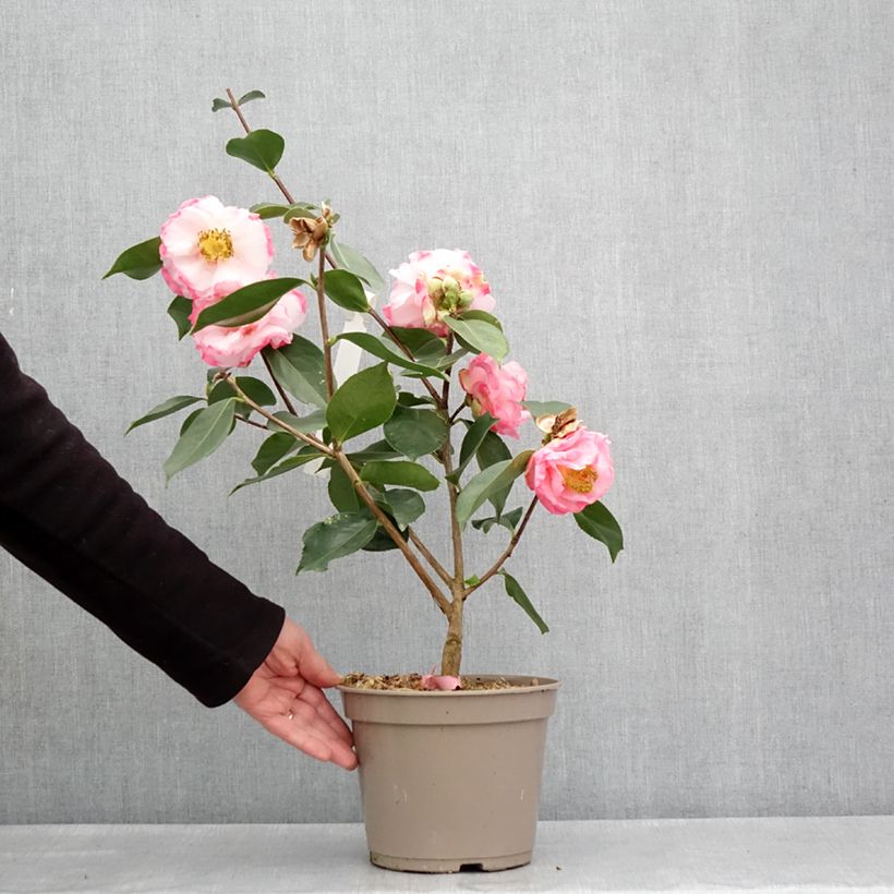 Exemplaar van Camellia Lila Naff Pot van 4 l/5 l zoals geleverd in de lente