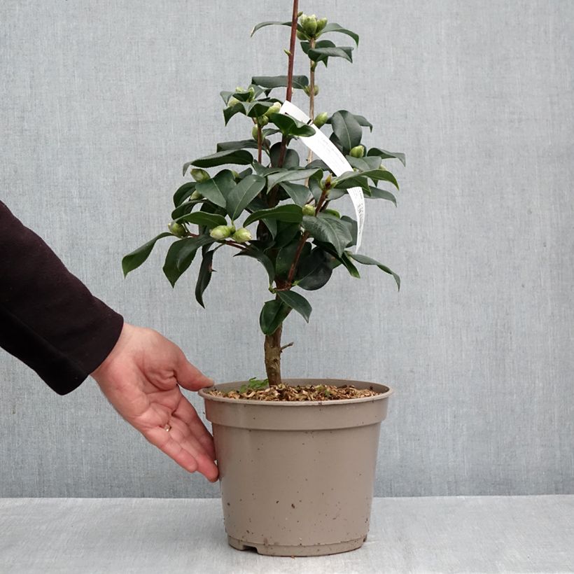 Exemplaar van Camellia reticulata Pot van 4 l/5 l zoals geleverd in de herfst
