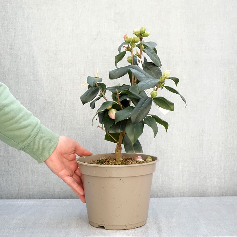 Exemplaar van Camellia reticulata Pot van 4 l/5 l zoals geleverd in de winter