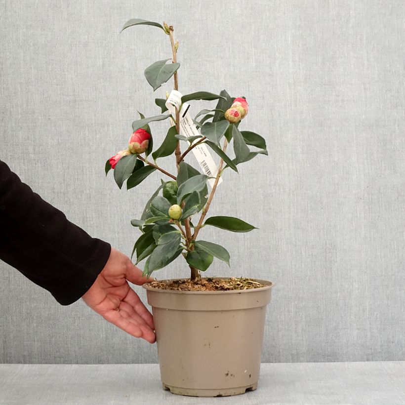Exemplaar van Camellia Pagoda Pot van 4 l/5 l zoals geleverd in de winter