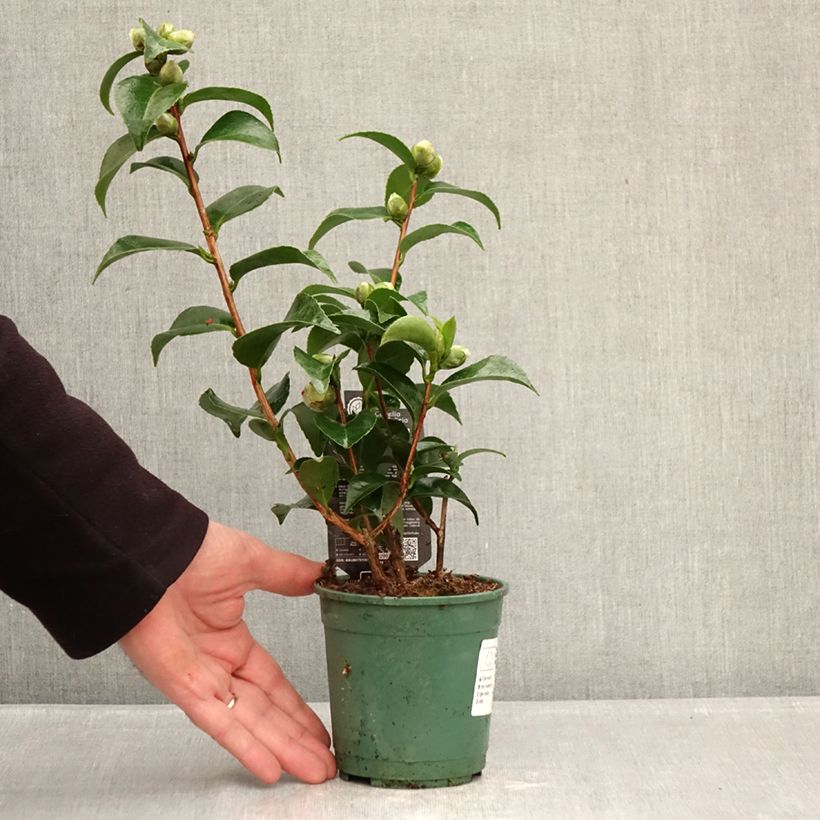 Exemplaar van Camellia japonica Roger Hall - Japanse camelia Pot van 12 cm / 13 cm zoals geleverd in de winter