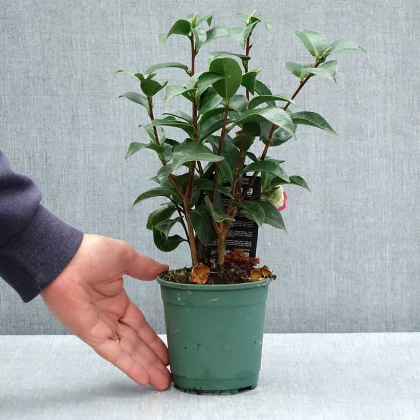 Exemplaar van Camellia japonica Roger Hall - Japanse camelia Pot van 12 cm / 13 cm zoals geleverd in de lente