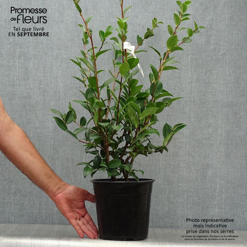 Exemplaar van Camellia sasanqua Kanjiro - Herfstcamelia Pot van 3 l/4 l zoals geleverd in de herfst