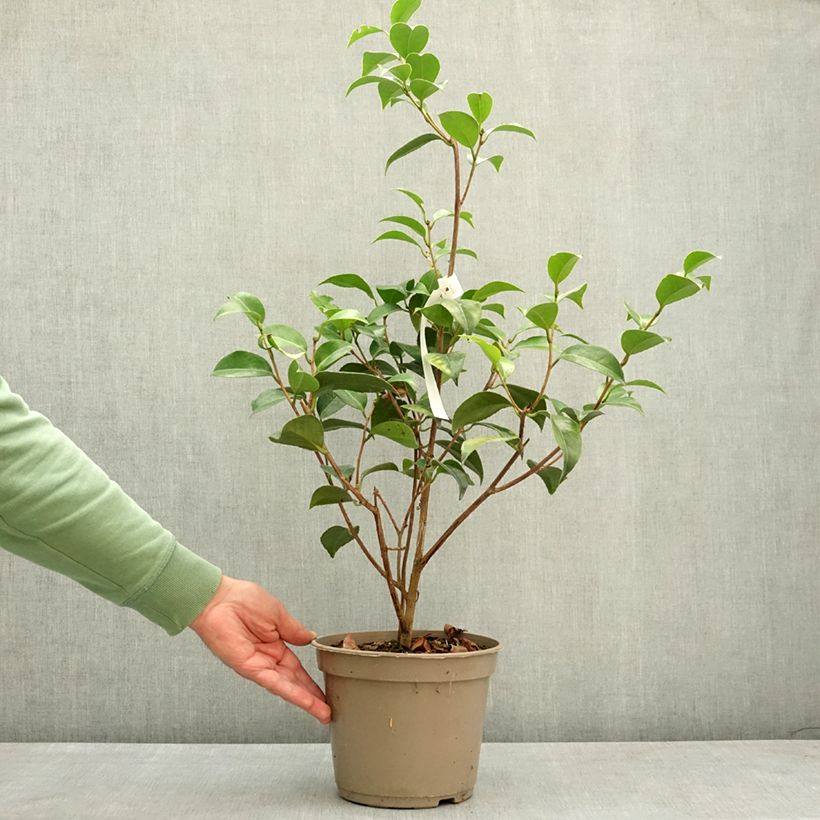 Exemplaar van Camellia japonica Spring Formal - Japanse camelia Pot van 4 l/5 l zoals geleverd in de lente