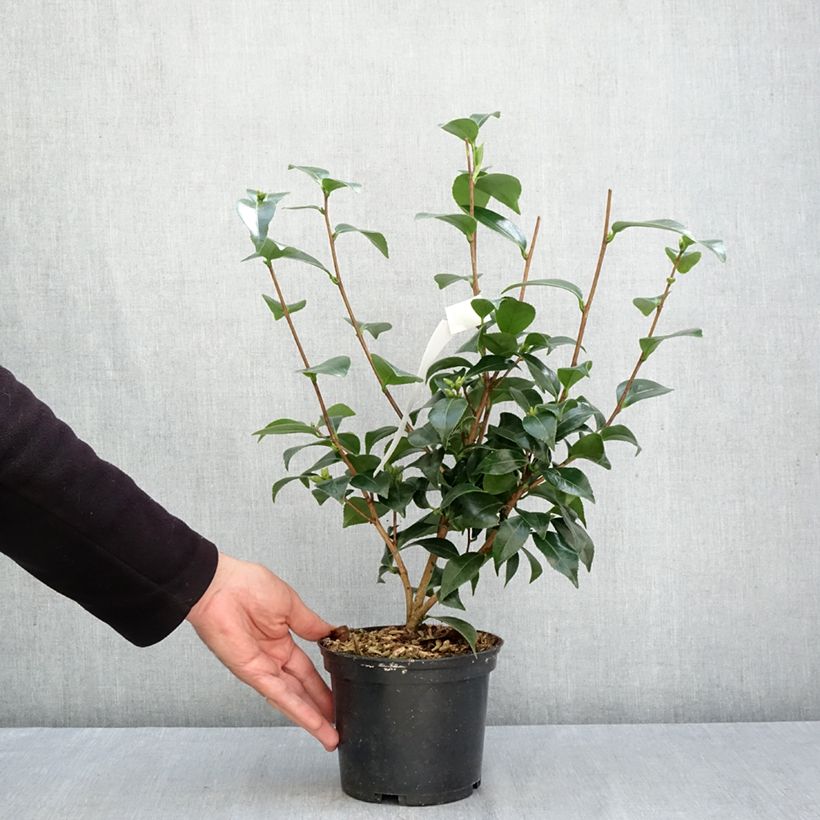 Exemplaar van Camellia japonica Stacy Susan - Japanse camelia Pot van 2 l/3 l zoals geleverd in de herfst