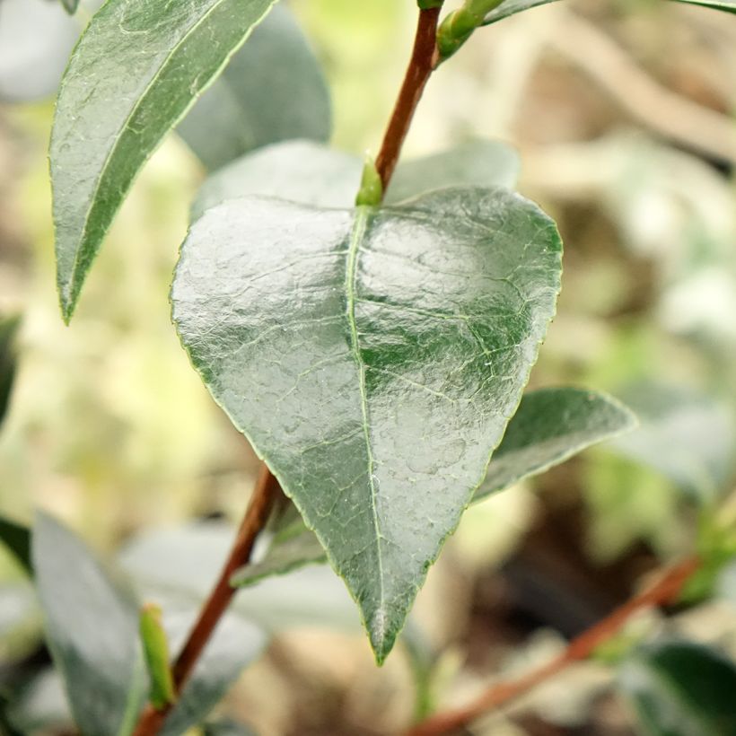Camélia Stromboli - Japanse camelia (Blad)