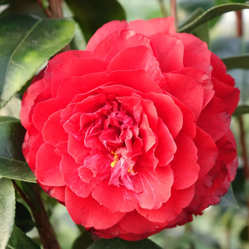 Camélia Stromboli - Japanse camelia (Bloei)