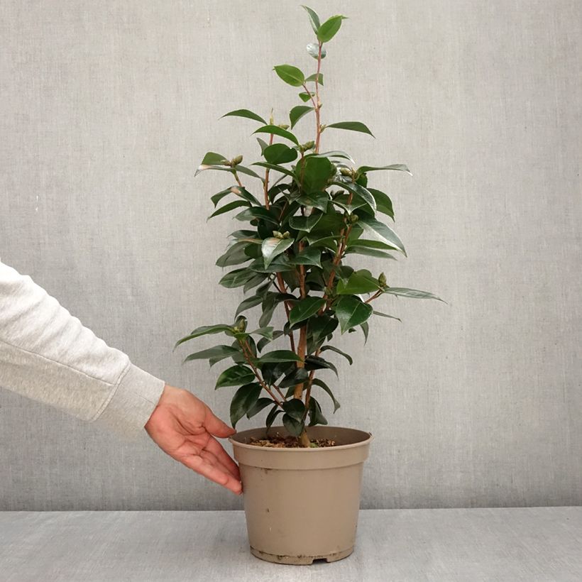 Exemplaar van Camélia Stromboli - Japanse camelia Pot van 4 l/5 l zoals geleverd in de herfst