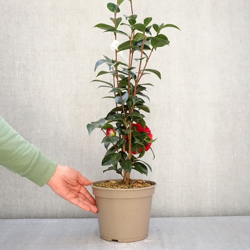 Exemplaar van Camélia Stromboli - Japanse camelia Pot van 4 l/5 l zoals geleverd in de winter