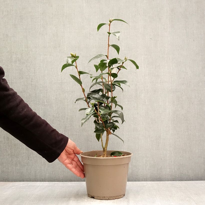 Exemplaar van Camélia Stromboli - Japanse camelia Pot van 4 l/5 l zoals geleverd in de lente