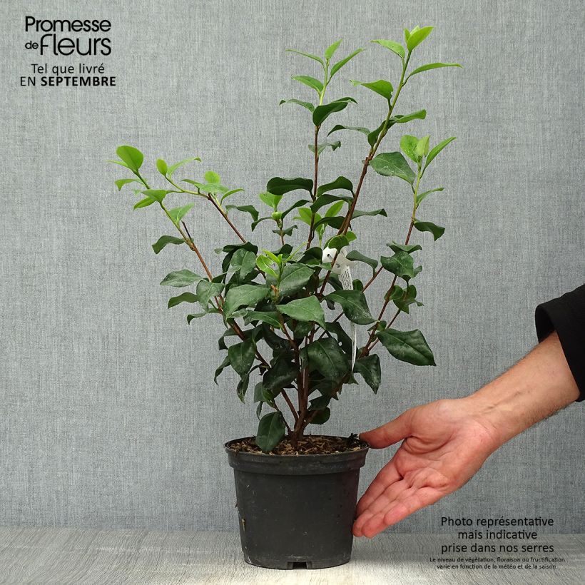 Exemplaar van Camellia japonica Sweet Olive - Japanse camelia Pot van 2 l/3 l zoals geleverd in de herfst