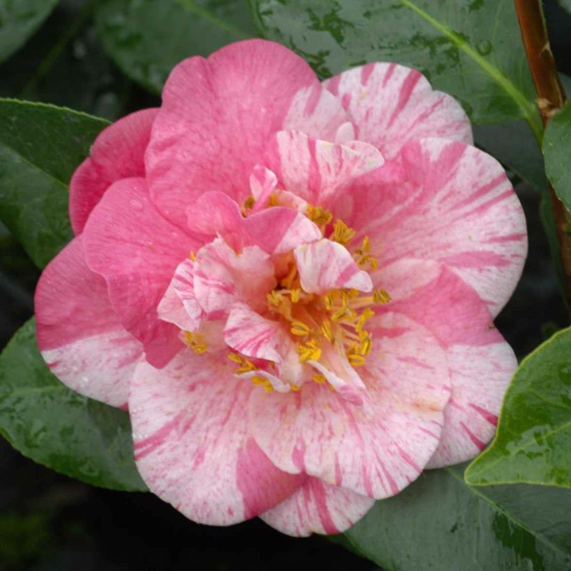 Camellia japonica Traverso - Japanse camelia (Bloei)