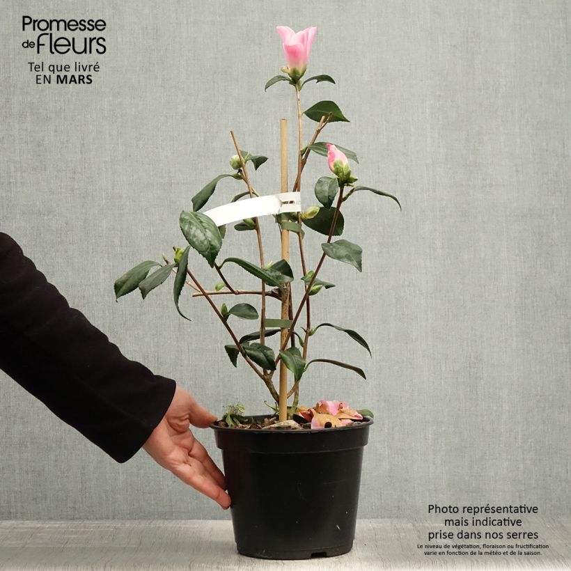 Exemplaar van Camellia x williamsii Tulip Time - Williamsii-camelia Pot van 4 l/5 l zoals geleverd in de lente