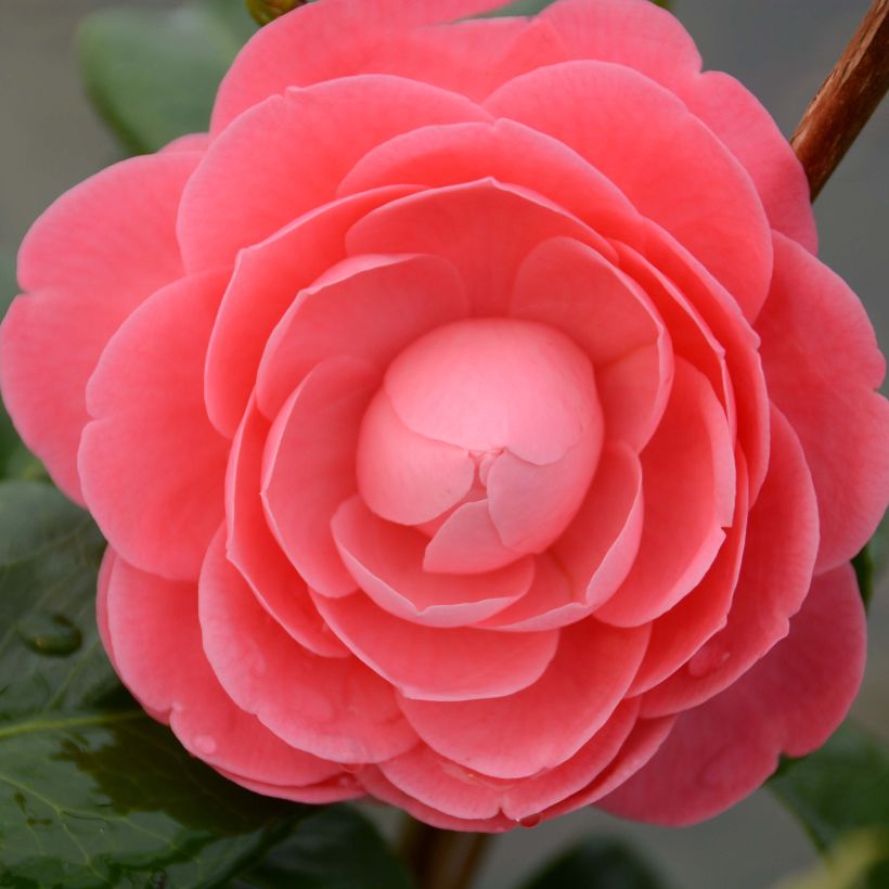 Camellia japonica Valtevareda - Japanse camelia (Bloei)