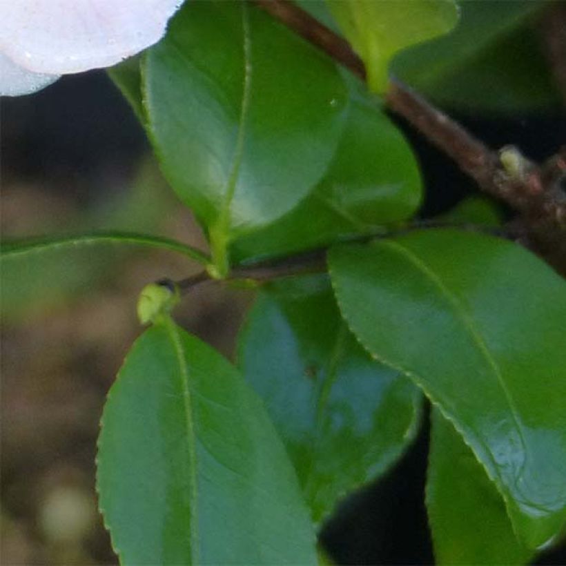 Camellia Cinnamon Scentsation - Japanse camelia (Blad)
