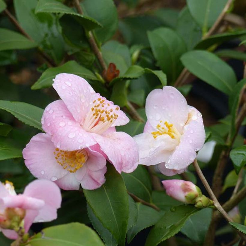 Camellia Cinnamon Scentsation - Japanse camelia (Bloei)