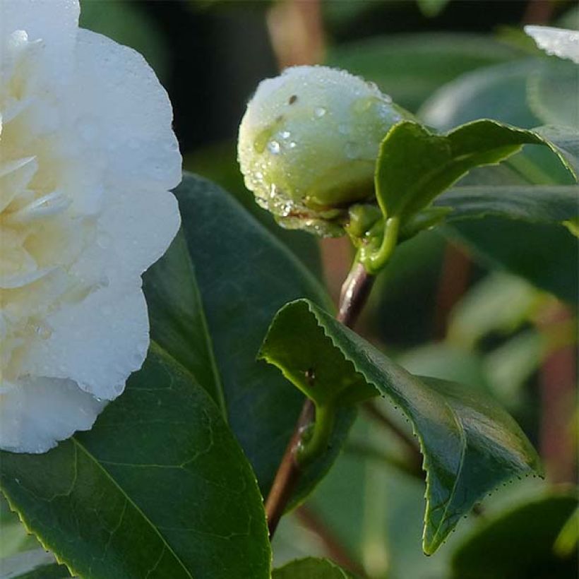 Camellia japonica Jurys Yellow - Japanse camelia (Blad)