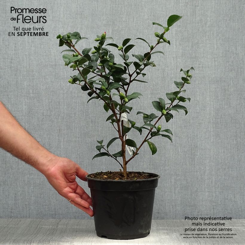 Exemplaar van Camellia sasanqua Belinda - Herfstcamelia Pot van 4 l/5 l zoals geleverd in de herfst
