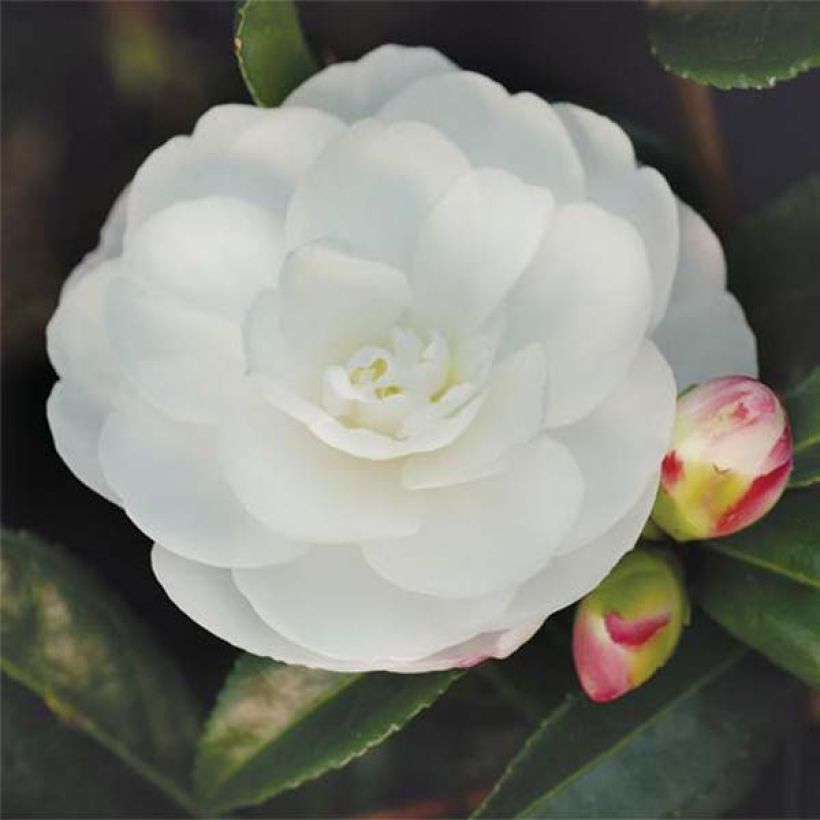 Camellia sasanqua Early Pearly - Herfstcamelia (Bloei)