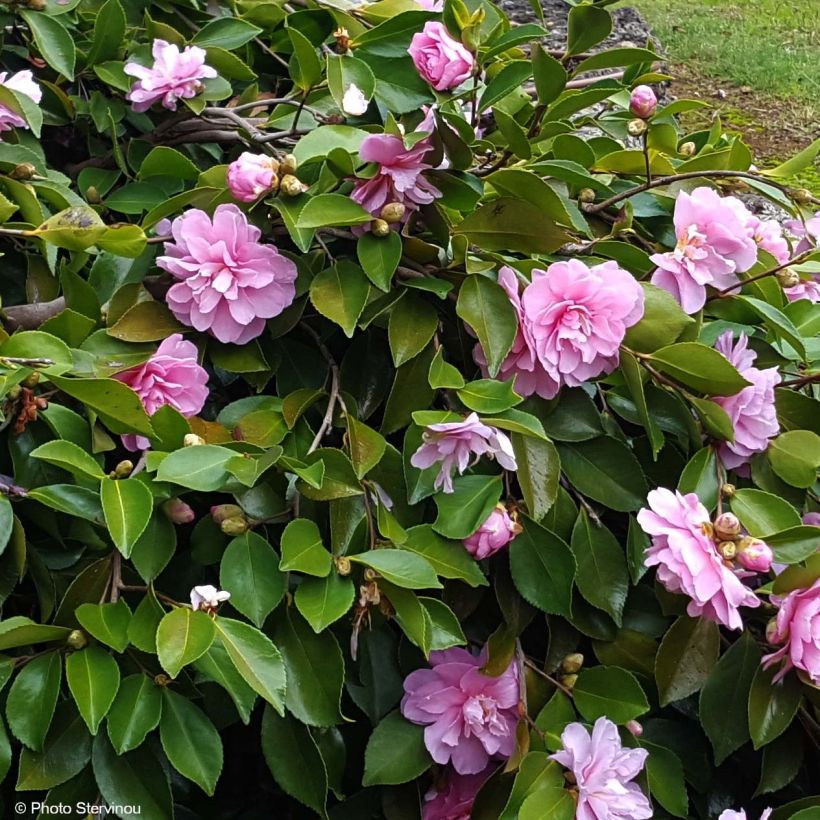 Camellia sasanqua Waterfall Pink - Herfstcamelia (Bloei)