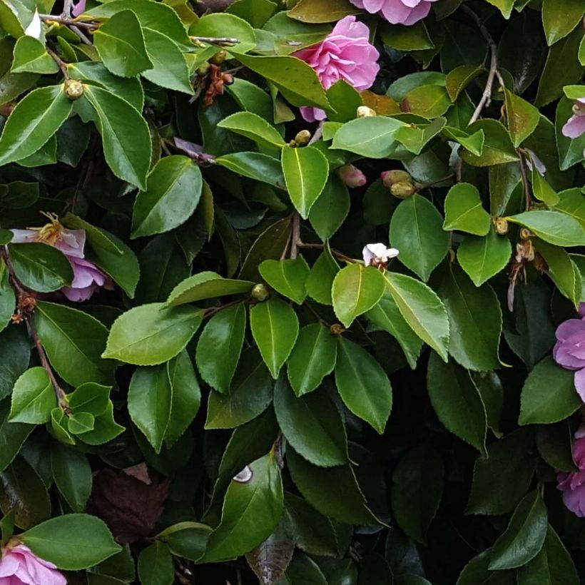 Camellia sasanqua Waterfall Pink - Herfstcamelia (Blad)