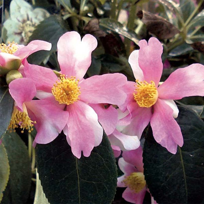 Camellia sasanqua Yume - Herfstcamelia (Bloei)