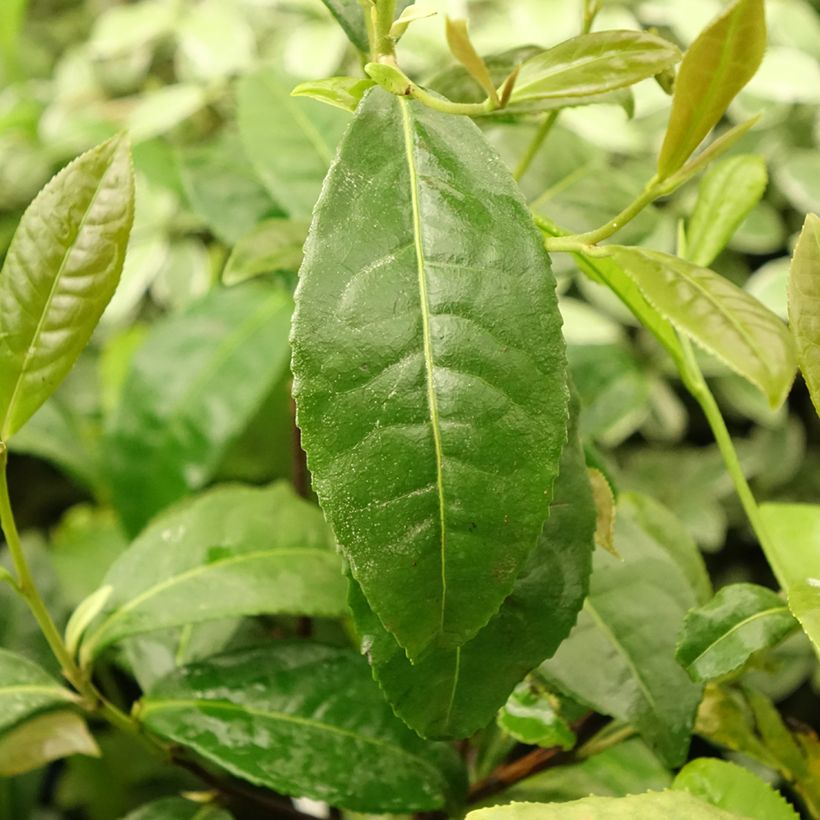 Camellia sinensis Théojardin® - Theeplant (Blad)