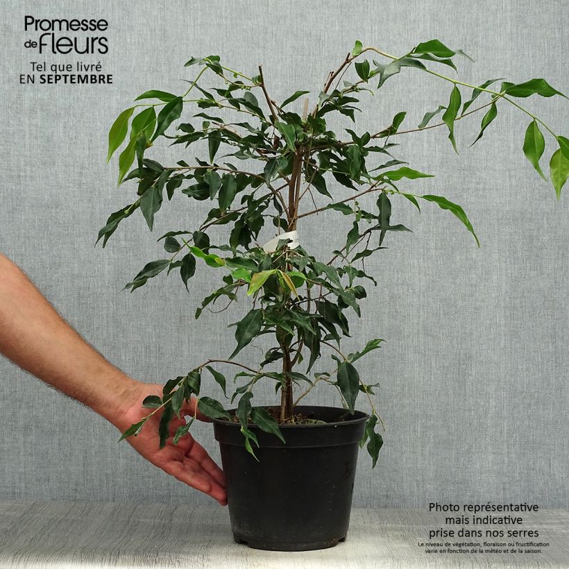 Exemplaar van Camellia tsaii Pot van 4 l/5 l zoals geleverd in de herfst