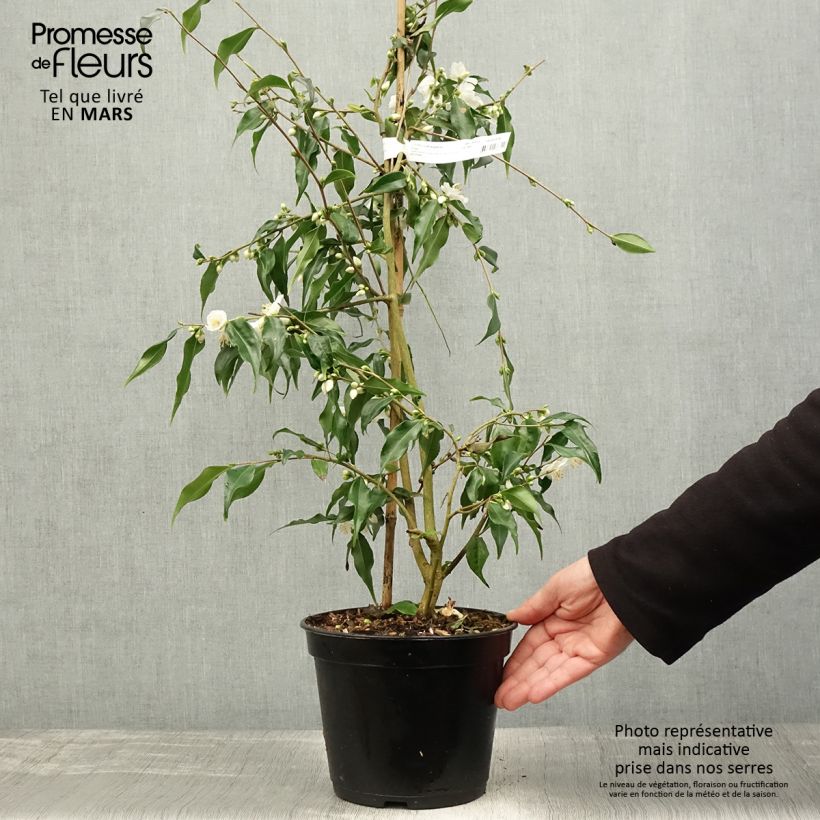 Exemplaar van Camellia tsaii Pot van 4 l/5 l zoals geleverd in de lente