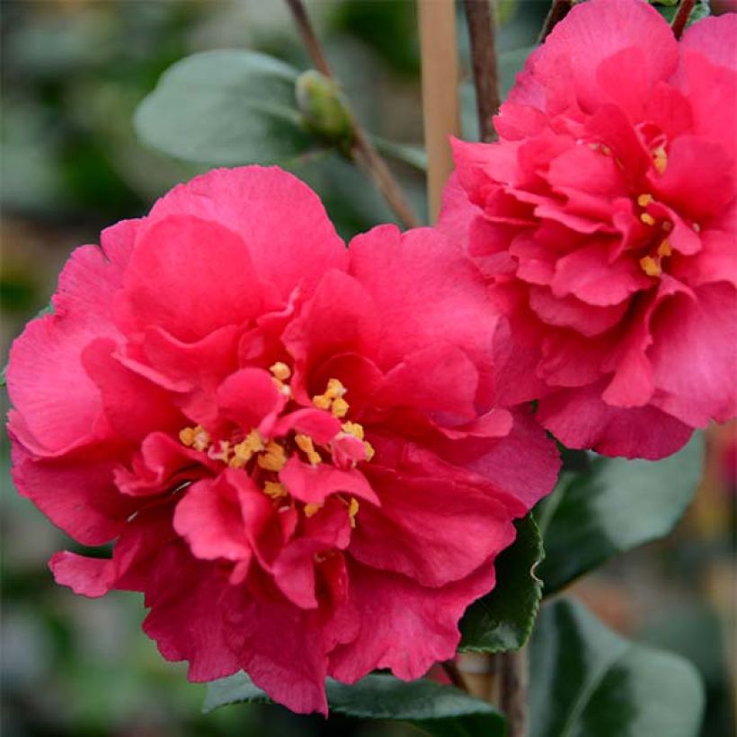 Camellia hiemalis Bonanza (Bloei)