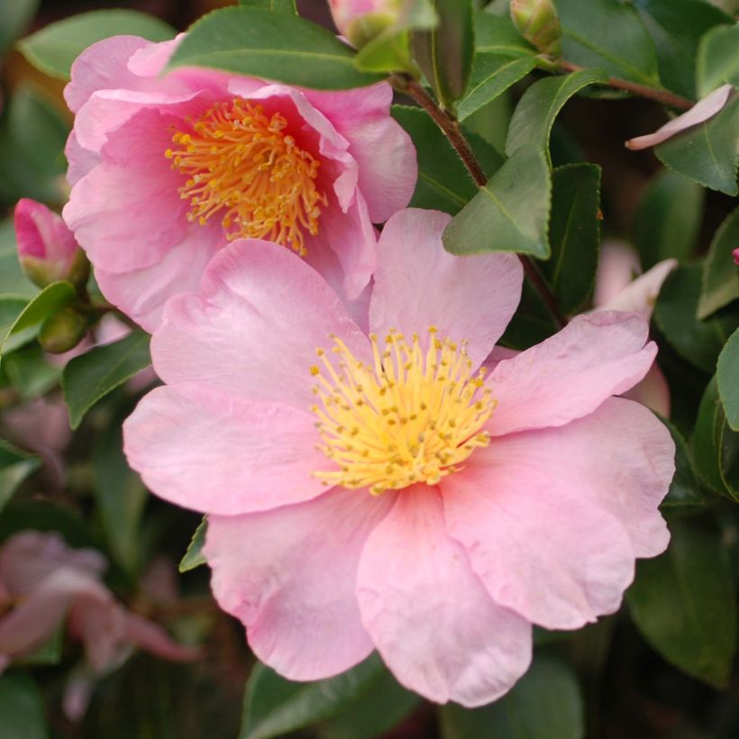 Camellia hiemalis Pink Goddess (Bloei)
