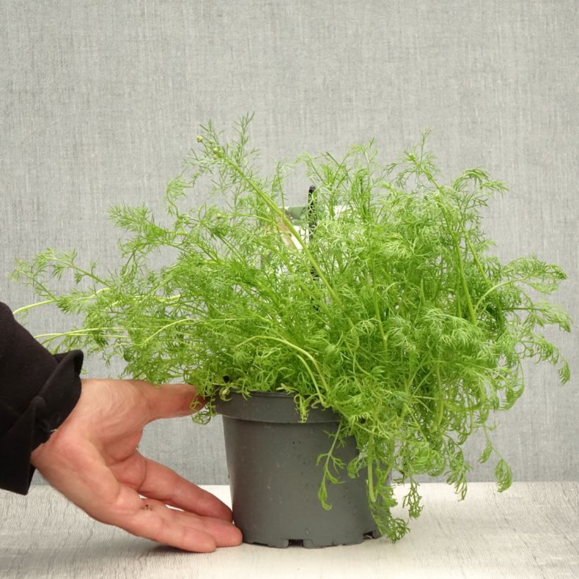 Exemplaar van Matricaria recutita (zaad) - Echte kamille Pot van 1,5 l/2 l zoals geleverd in de zomer