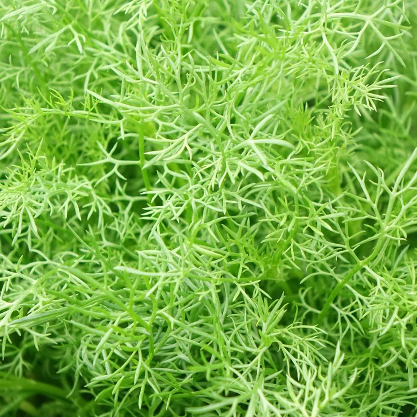Matricaria recutita (zaad) - Echte kamille (Blad)