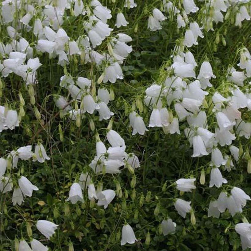Campanula cochleariifolia Alba - Klokje (Bloei)