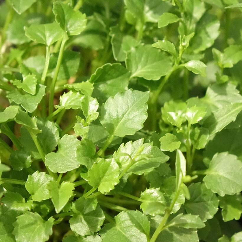 Campanula cochleariifolia Alba - Klokje (Blad)