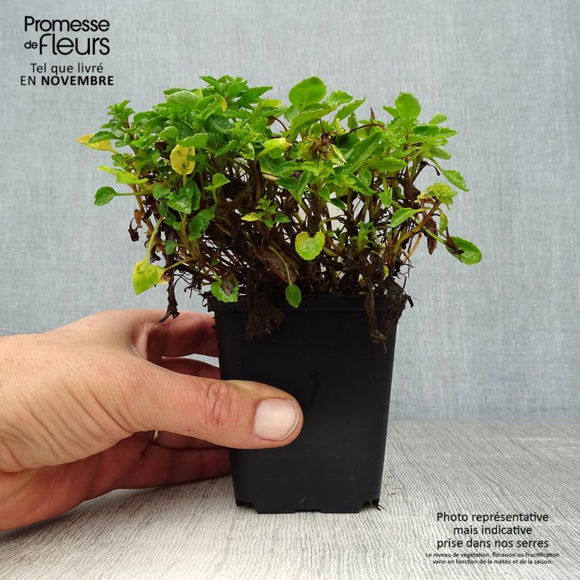Exemplaar van Campanula cochleariifolia - Klokje Kweekpotje van 8/9 cm zoals geleverd in de herfst