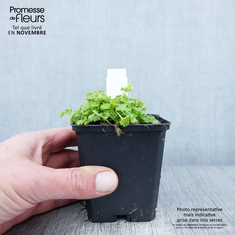 Exemplaar van Campanula garganica Dicksons Gold - Klokje Kweekpotje van 8/9 cm zoals geleverd in de herfst