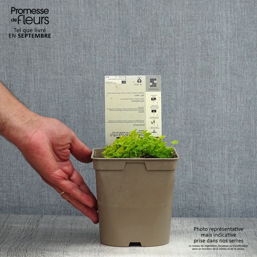 Exemplaar van Campanula garganica Dicksons Gold - Klokje Pot van 2 l/3 l zoals geleverd in de zomer