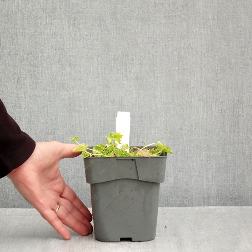 Exemplaar van Campanula garganica Dicksons Gold - Klokje Pot van 2 l/3 l zoals geleverd in de herfst