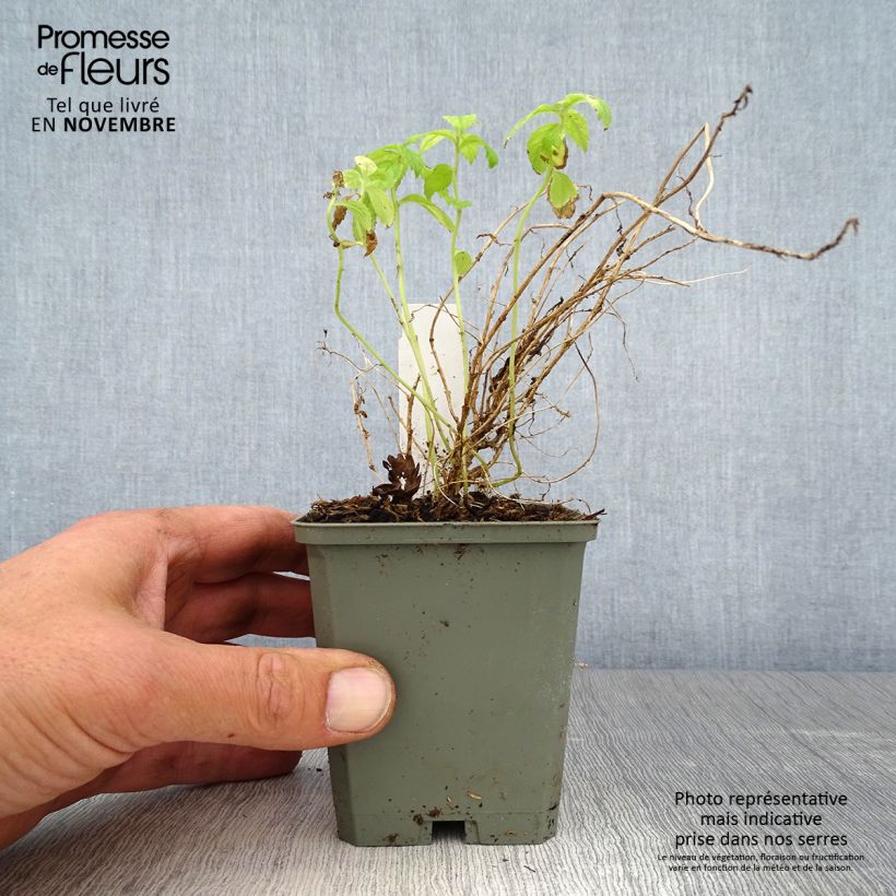 Exemplaar van Campanula lactiflora White Pouffe - Klokje Kweekpotje van 8/9 cm zoals geleverd in de herfst