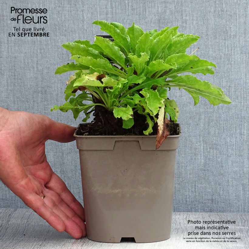 Exemplaar van Campanula medium Blau - Mariëtteklokje Pot van 2 l/3 l zoals geleverd in de zomer