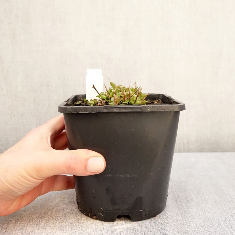 Exemplaar van Campanula persicifolia La Bello - Prachtklokje Pot van 2 l/3 l zoals geleverd in de winter