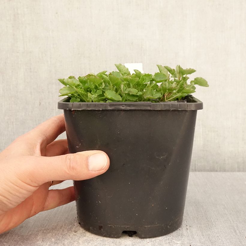 Exemplaar van Campanula persicifolia La Bello - Prachtklokje Pot van 2 l/3 l zoals geleverd in de lente