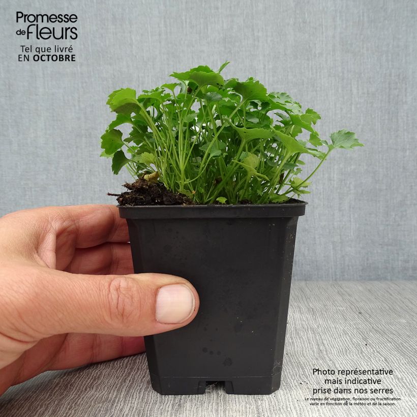 Exemplaar van Campanula poscharskyana Resholt Variety - Kruipklokje Kweekpotje van 8/9 cm zoals geleverd in de herfst