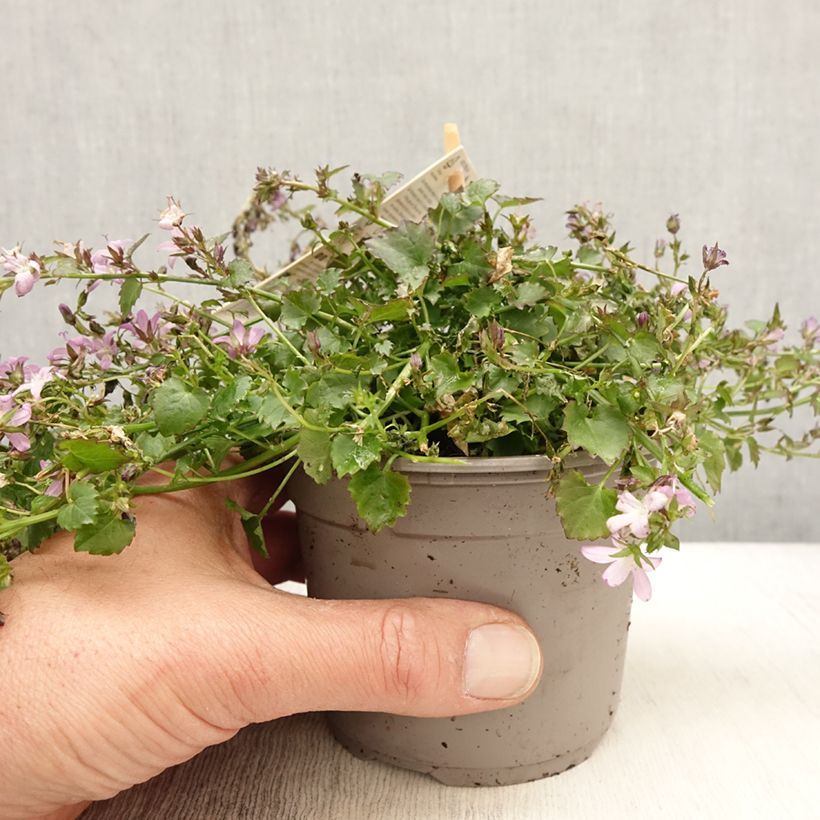 Exemplaar van Campanula poscharskyana Adansa Pink - Kruipklokje Pot van 1 l/1,5 l zoals geleverd in de lente