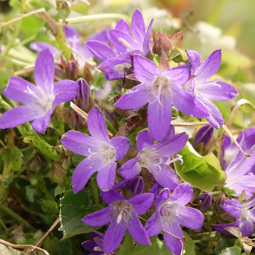 Campanula poscharskyana Adansa Purple - Kruipklokje (Bloei)