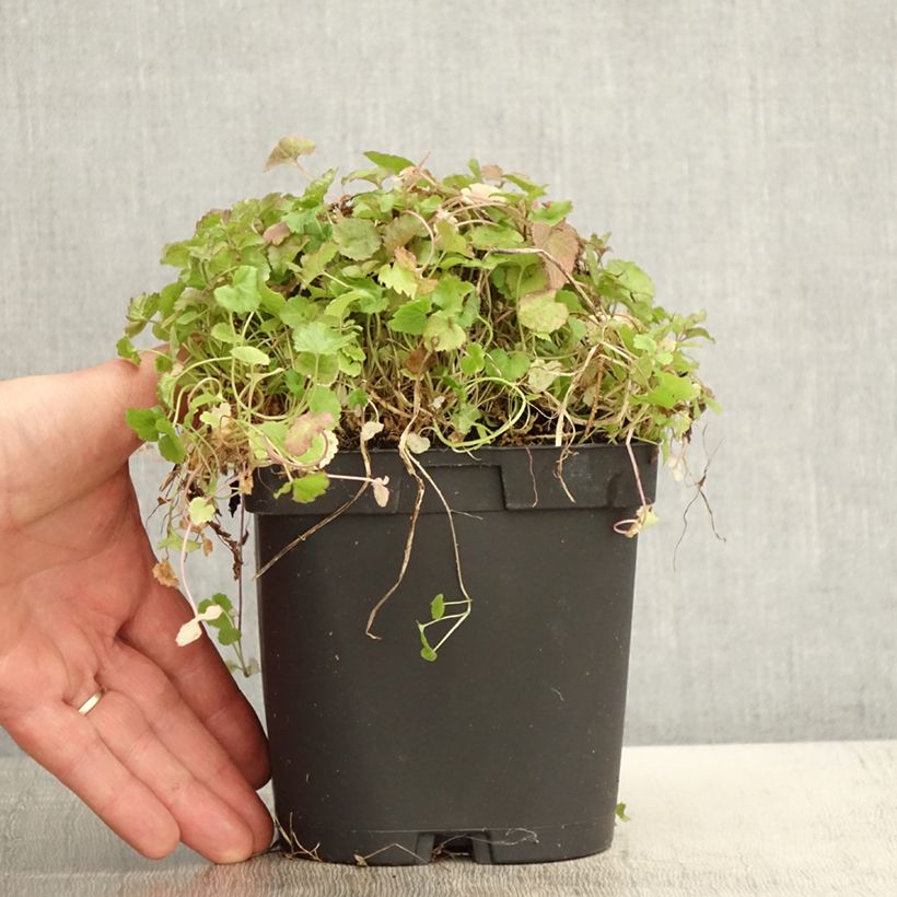 Exemplaar van Campanula poscharskyana - Kruipklokje Pot van 2 l/3 l zoals geleverd in de lente