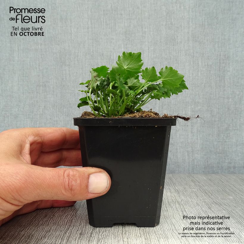 Exemplaar van Campanula poscharskyana Stella - Kruipklokje Kweekpotje van 8/9 cm zoals geleverd in de herfst