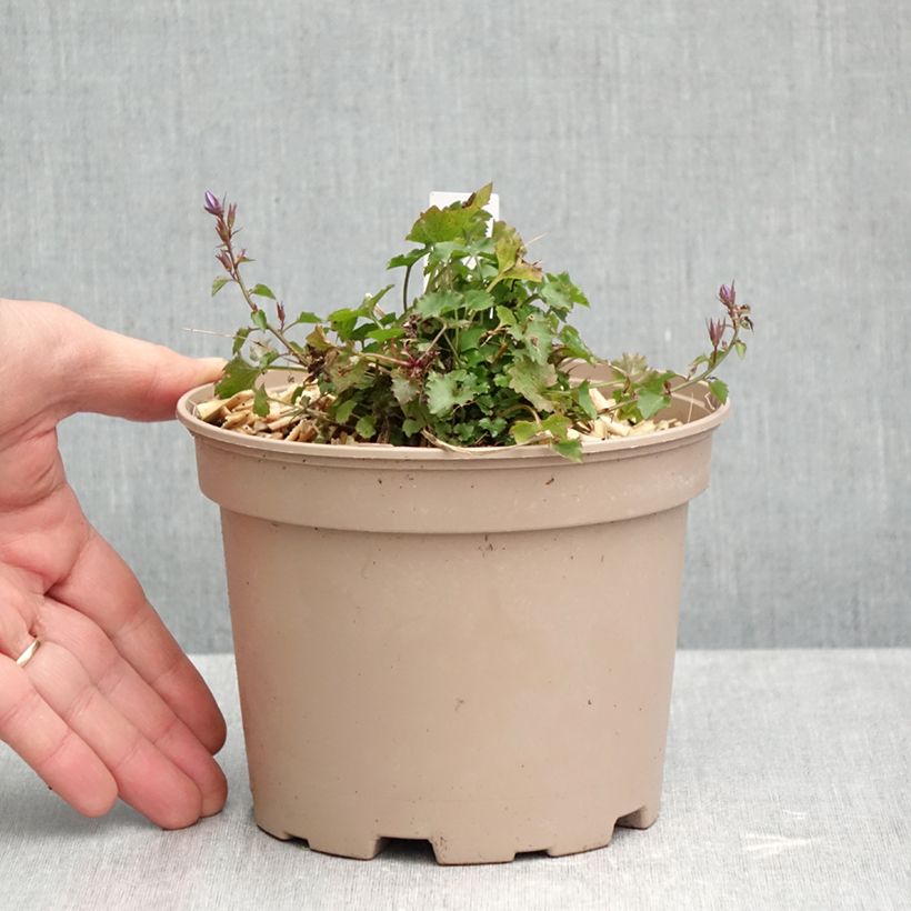 Exemplaar van Campanula poscharskyana Stella - Kruipklokje Pot van 2 l/3 l zoals geleverd in de herfst
